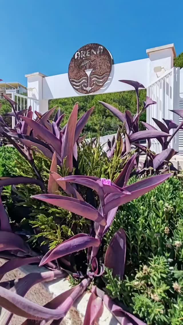 Video 6 from Arena Beach