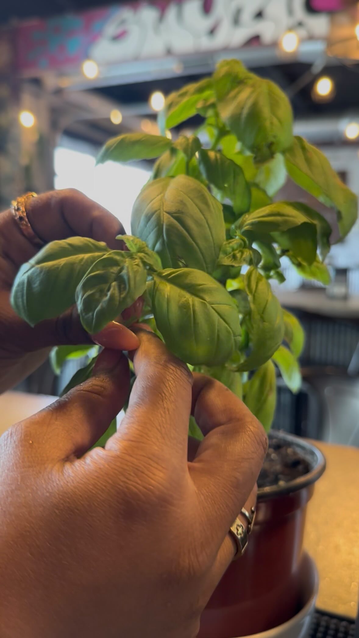 Video 6 from Artisan's Palate