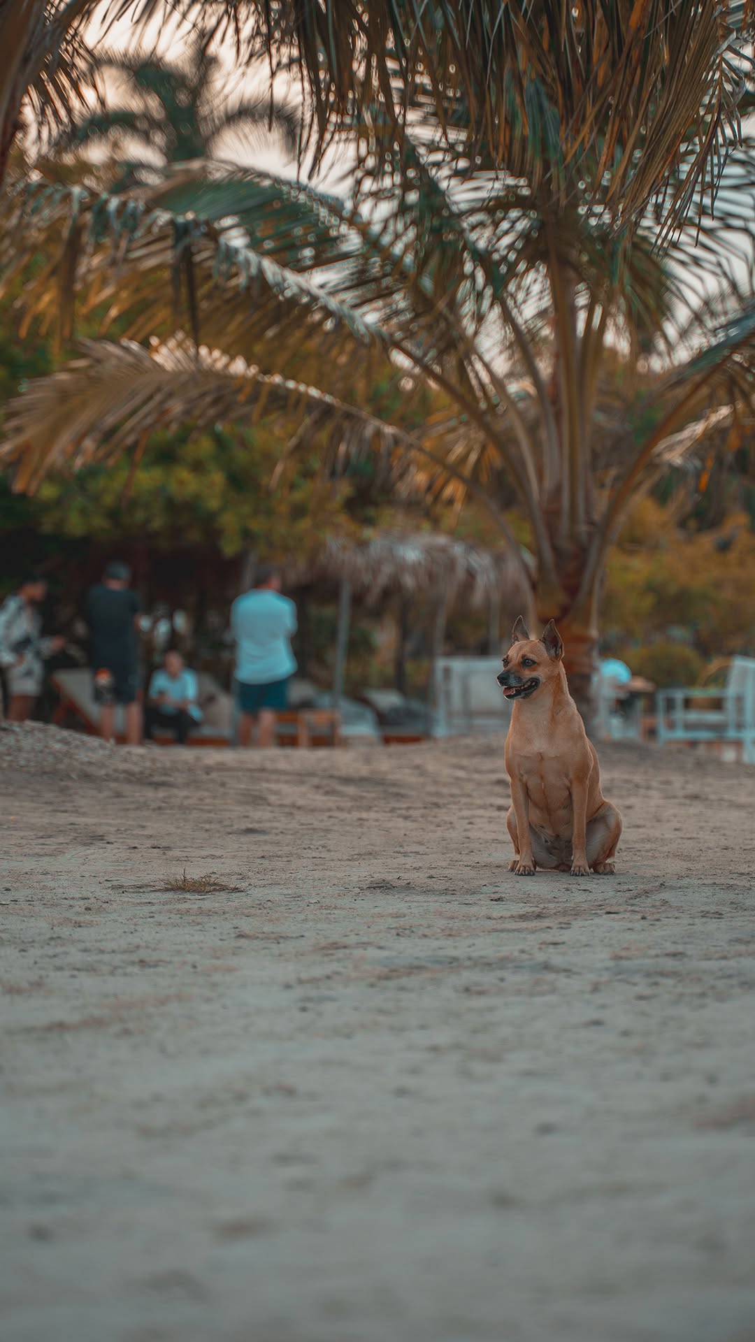 Video 6 from Fenix Beach Club