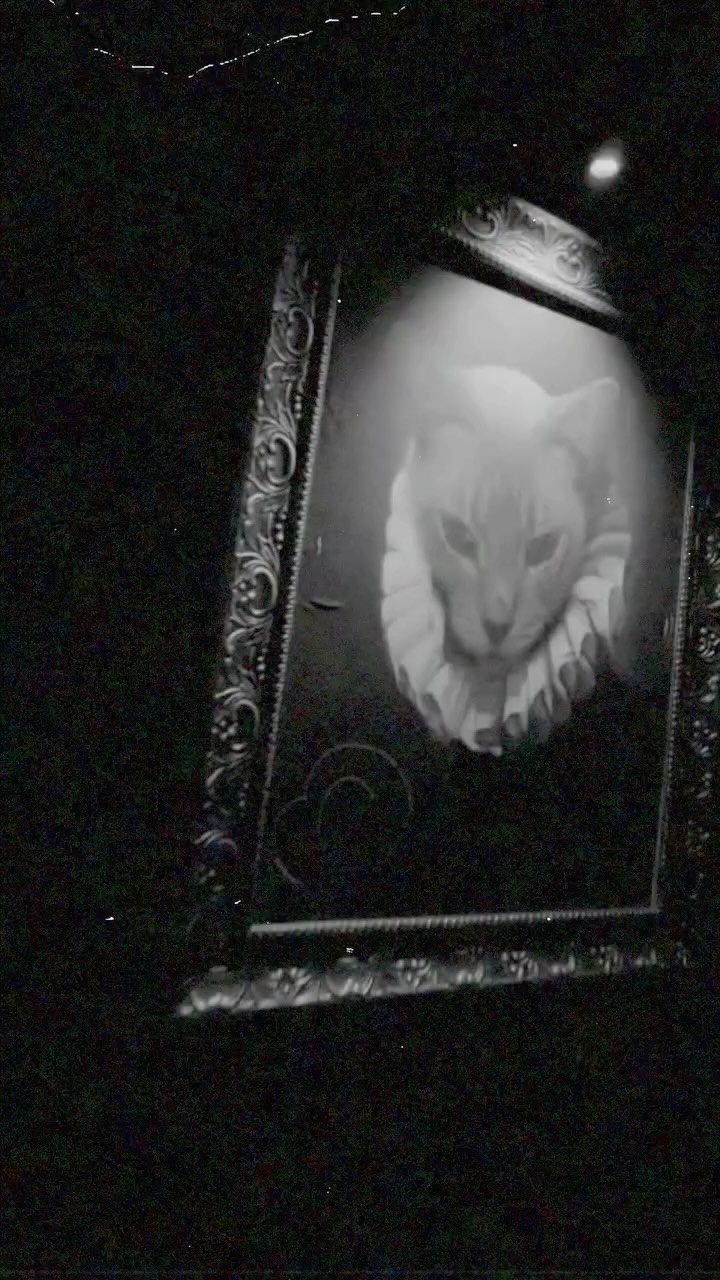 Video 8 from Meow Maison