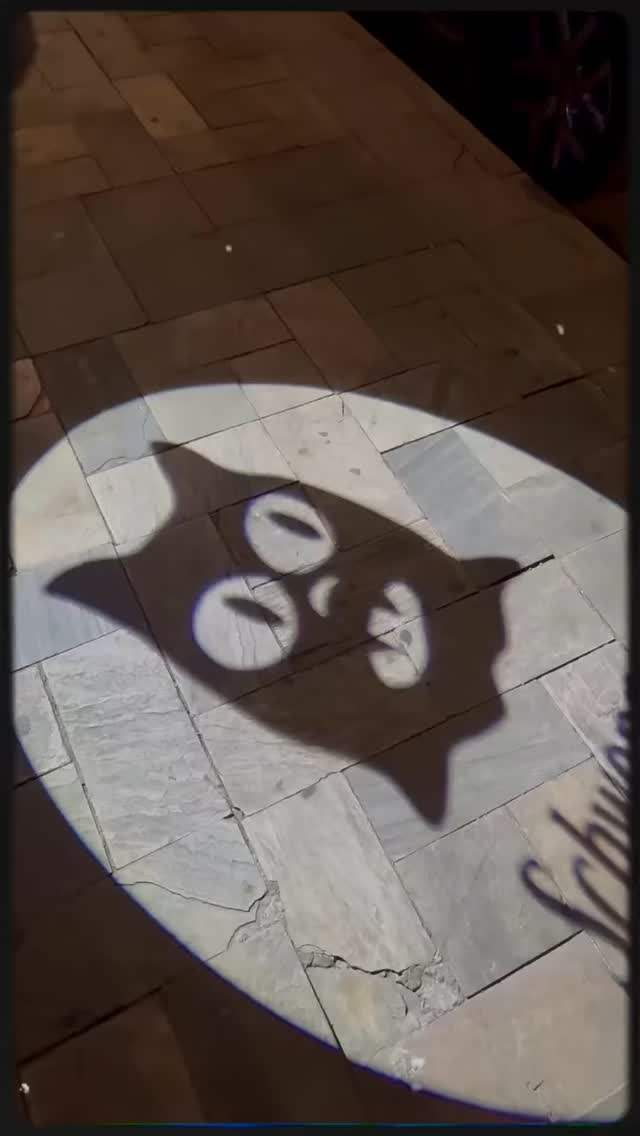 Video 4 from Meow Maison