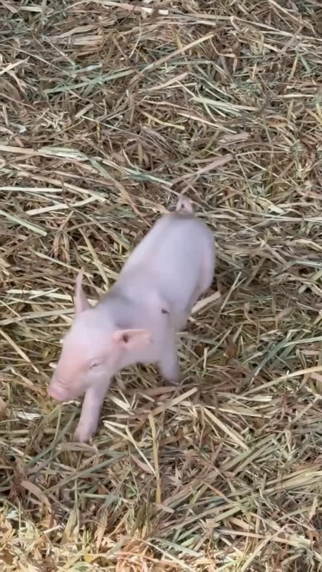 Video 4 from Peskesi