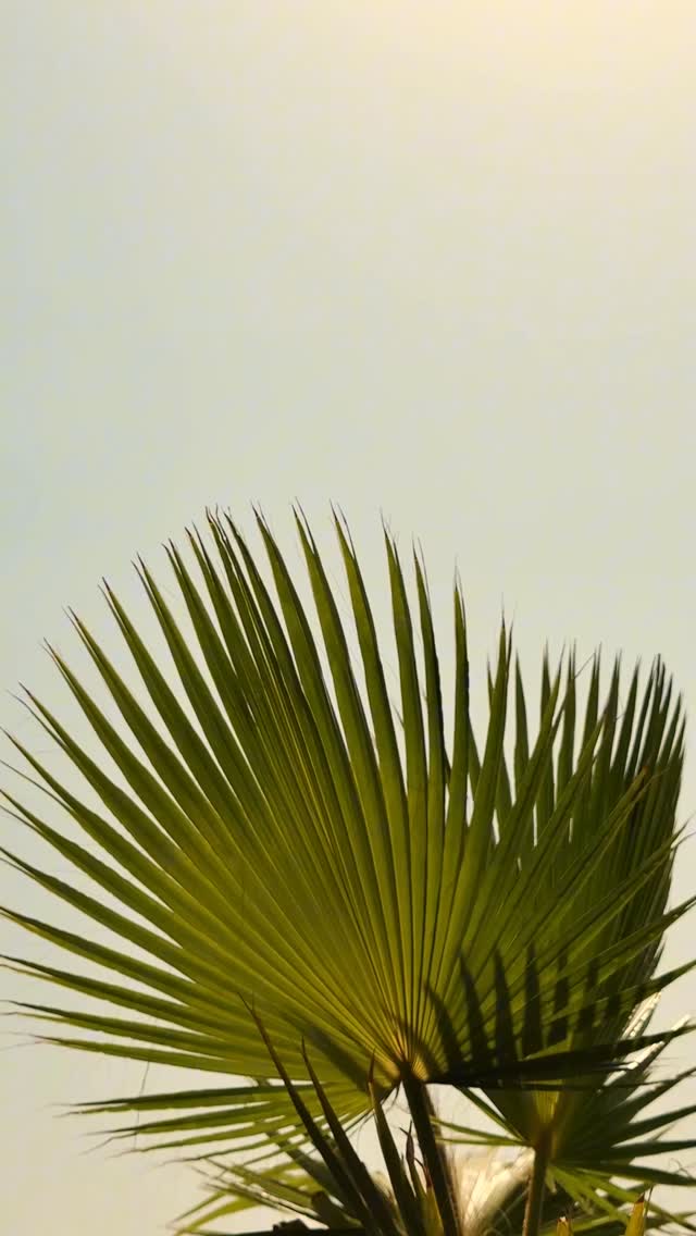 Video 6 from SĀN Beach