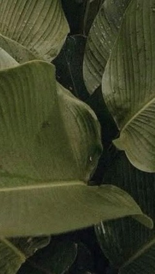Video 3 from Salvaje