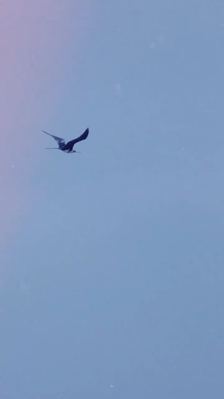 Video 2 from Single Fin
