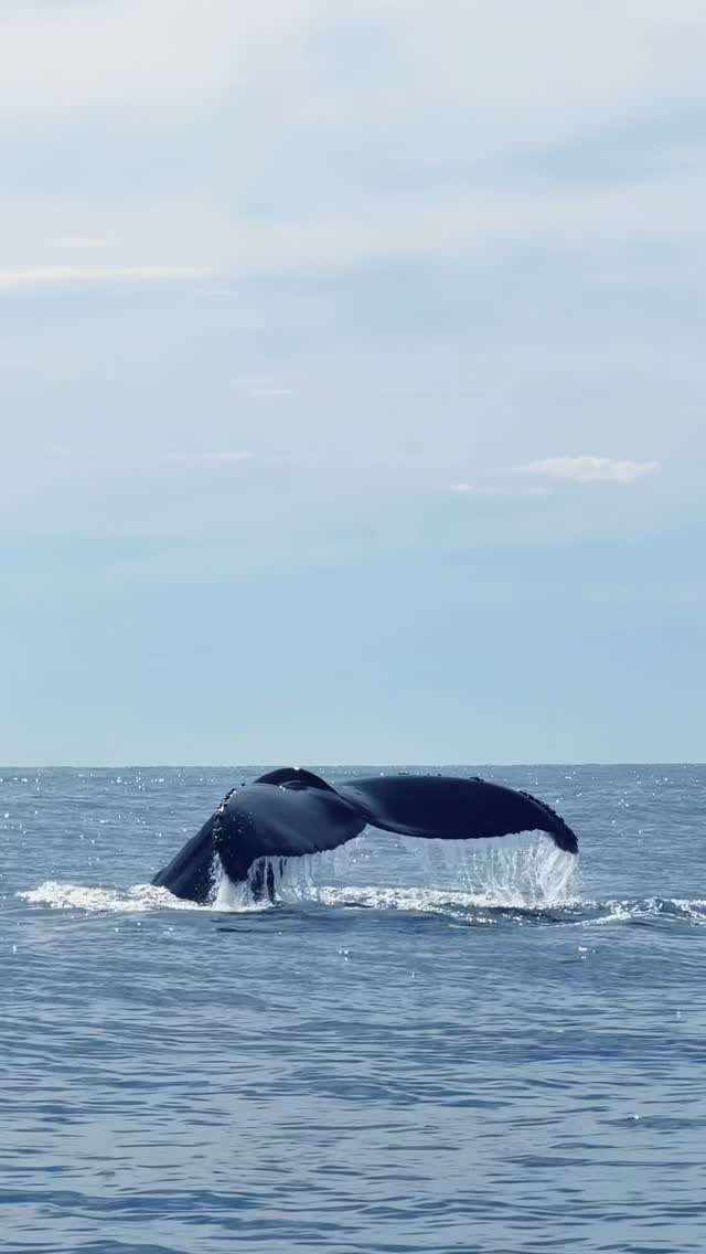 Video 6 from SUR Beach House