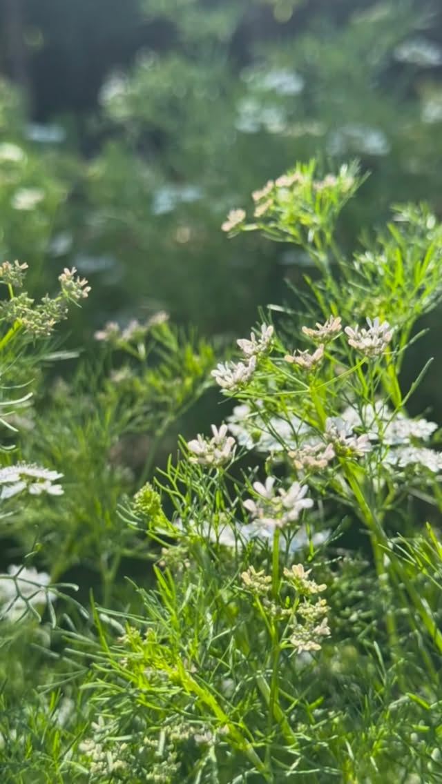 Video 2 from The Chastain
