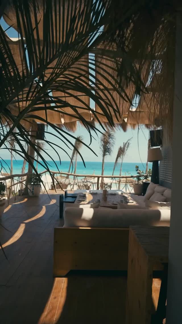 Video 4 from The Lemon Tree